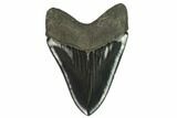 Serrated, Fossil Megalodon Tooth #124204-1